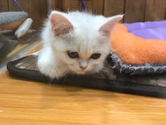 -龟与熊猫宠物公园(南坪店)