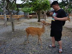 -鹿境梅花鹿生态园区