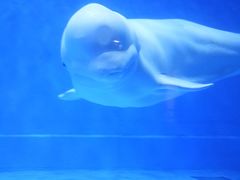 -芜湖新华联大白鲸海洋公园