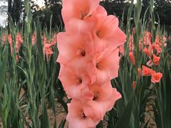 -松山湖梦幻百花洲