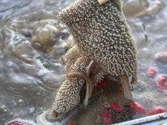 -金鼎雪山牦牛杂火锅(理县总店)