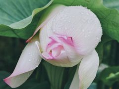 -云溪植物园