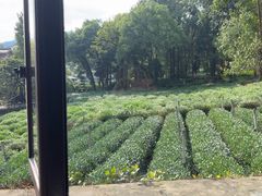-野蔓果·山野菜(西湖景区·龙井茶田店)