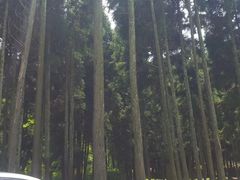 -武陵山森林公园