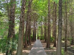 -溱湖国家湿地公园