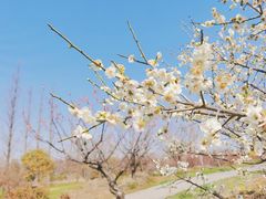 -花开海上生态园