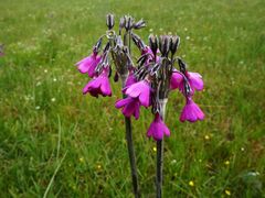 -迪庆藏族自治州博物馆