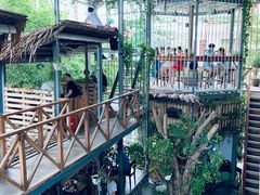 -Rainforest