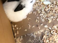 -中环花鸟鱼虫市场