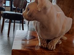 -蓝鲸·缅因猫舍