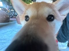 -丁家坡洋芋·观音桥好吃街A区(全国总店)