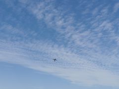 -空港花田景区
