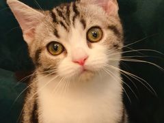 -猫大福·Fortune Cat猫舍(百子湾店)