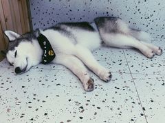 -Husky Go!哈士奇体验馆·宠物咖啡厅狗咖