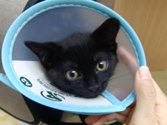 -瑞派宠物医院·中兽医专科(中央商城分院)