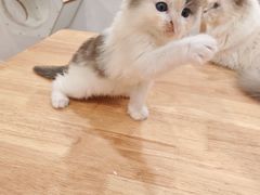 -楼上猫咖(罗湖店)