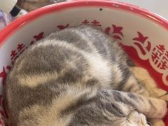 -平行世界·猫咖(首经贸店)