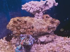-沙沙哗啦海洋馆(华宇百花谷店)