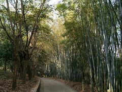 -广东茂名森林公园