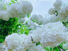 -大龙山(地铁站)