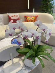 -洁铭新加坡医美