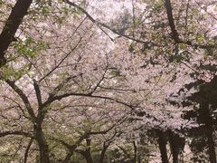 -武汉大学-樱园