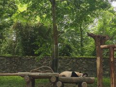 -都江堰中华大熊猫苑
