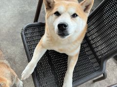 -柴犬高等学院·狗咖·柴犬售卖·宠物训练