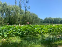 -东升八家郊野公园