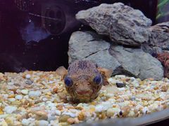 -上海海洋水族馆