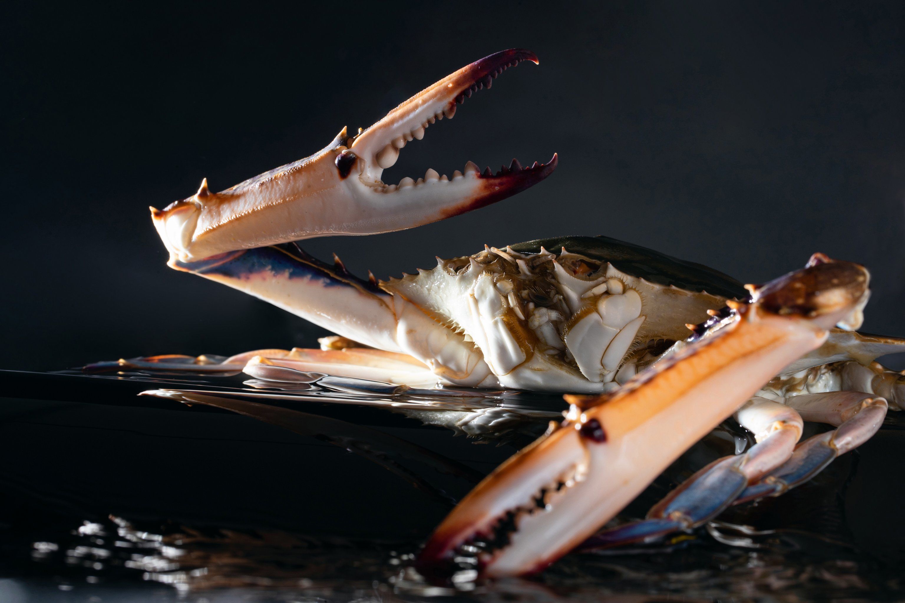 东海梭子蟹,18小时新鲜到店
#梭子