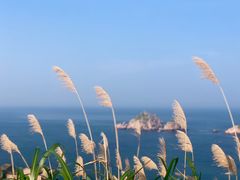 -枸杞岛
