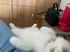 -糯米喵星人总部直营旗舰店·猫舍·幼猫出售