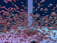 -海合安成都极地海洋公园
