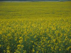 -扁都口生态休闲旅游区