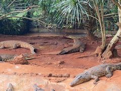 -海南热带野生动植物园