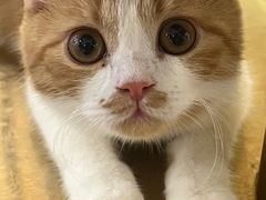 -飞行喵MR PILOT|猫舍·猫咖(静安大融城店)