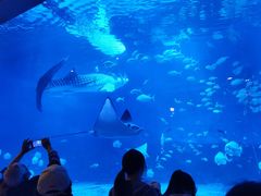 -烟台海昌鲸鲨海洋公园