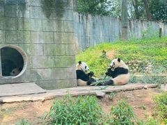 -中国大熊猫保护研究中心雅安碧峰峡基地