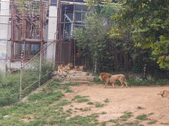 -西霞口神雕山野生动物世界