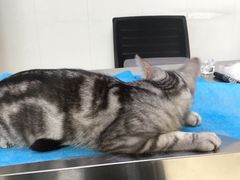 -喜多萌中农锦绣动物医院24H·猫科·牙科MRI·CT