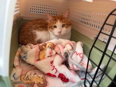 -瑞派康怡24h宠物医院·犬猫医疗中心·微创绝育(瑞景分院)