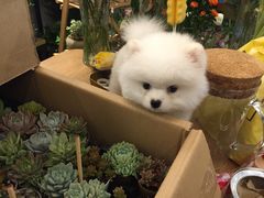 -北边的花店(泛悦城市广场店)