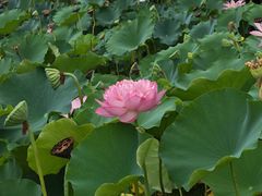 -莲花池公园