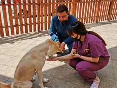 -美联众合宠物医院·爱萌分院·内外科·猫科中心