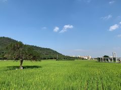 -艾米稻香小镇