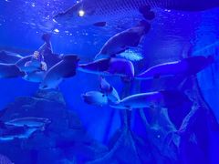 -多彩贵州城极地海洋世界