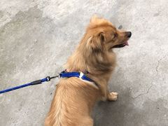 -宠颐生斯嘉宠物医院·急重症·心内科(谷阳北路分院)