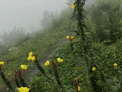 android_upload_pic-九华山风景区月身宝殿