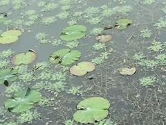 -渤公岛生态公园